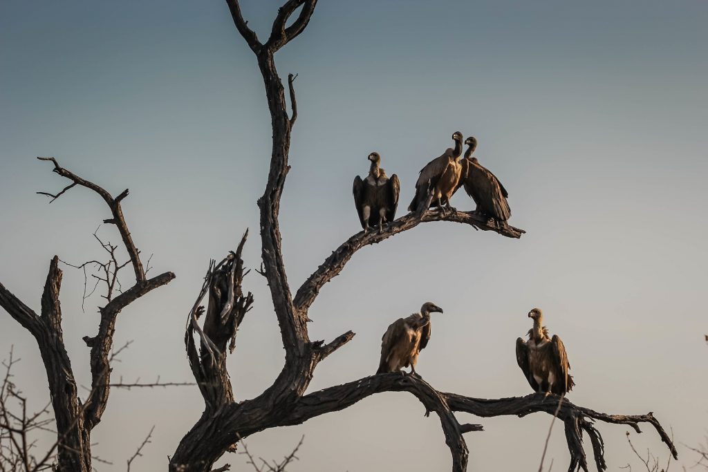 Image of vultures on a tree